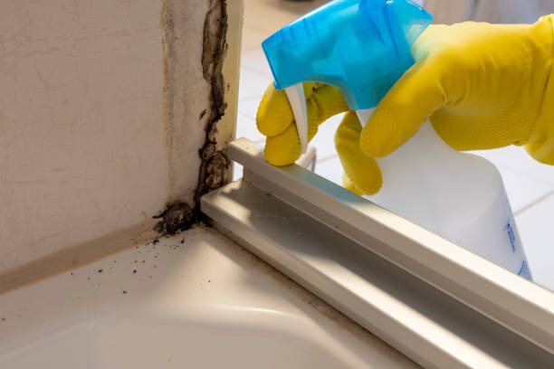 Best Commercial Mold Removal  in Pikesville, MD