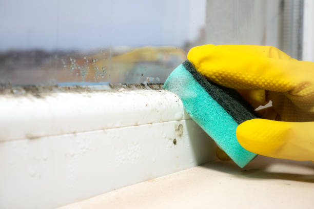 Best Attic Mold Removal  in Pikesville, MD