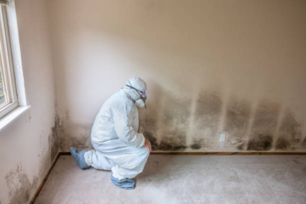 Best Mold Remediation  in Pikesville, MD