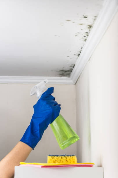 Best Professional Mold Removal  in Pikesville, MD