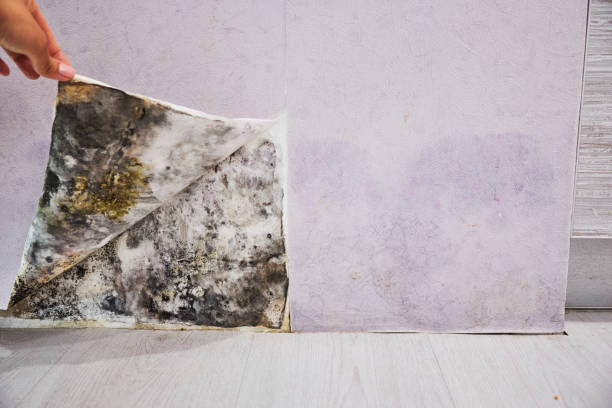 Best Crawl Space Mold Removal  in Pikesville, MD